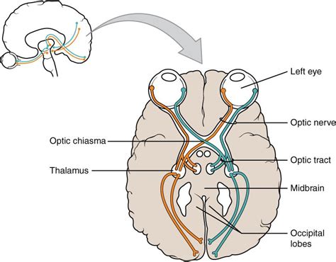 nervus opticus|Optic nerve